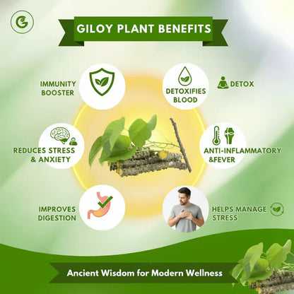 Herbal Giloy Patches 🌿✨